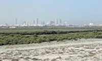 تصاویری از وضعیت عجیب در سواحل امارات