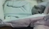 زنی برای قاچاق مخدر، گربه را جای نوزادش جا زد!