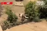 حمله پلنگ وحشی به اهالی یک روستا