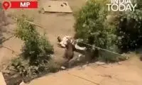 حمله پلنگ وحشی به اهالی یک روستا