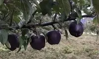 الماس سیاه؛ کمیاب‌ترین سیب جهان