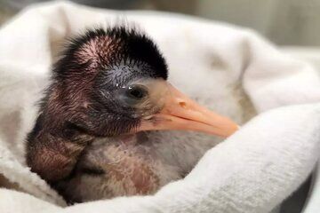 تولد پرنده‌ای عجیب در باغ‌وحشی در آمریکا