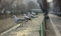 تصاویری از گشت و گذار مسافران سیبری در تهران 