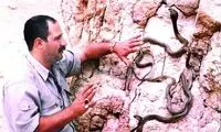 سلطان مارهای ایران را بشناسید