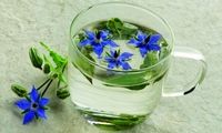 دمنوش‌های گیاهی خواب‌آور و آرام‌بخش را بشناسید