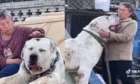 این حیوان عظیم‌الجثه سگ است یا گودزیلا!