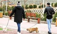 سگ‌ گردانی در این استان هم ممنوع اعلام شد