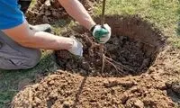 ۷ درخت میوه که می‌توانید در فصل پاییز بکارید