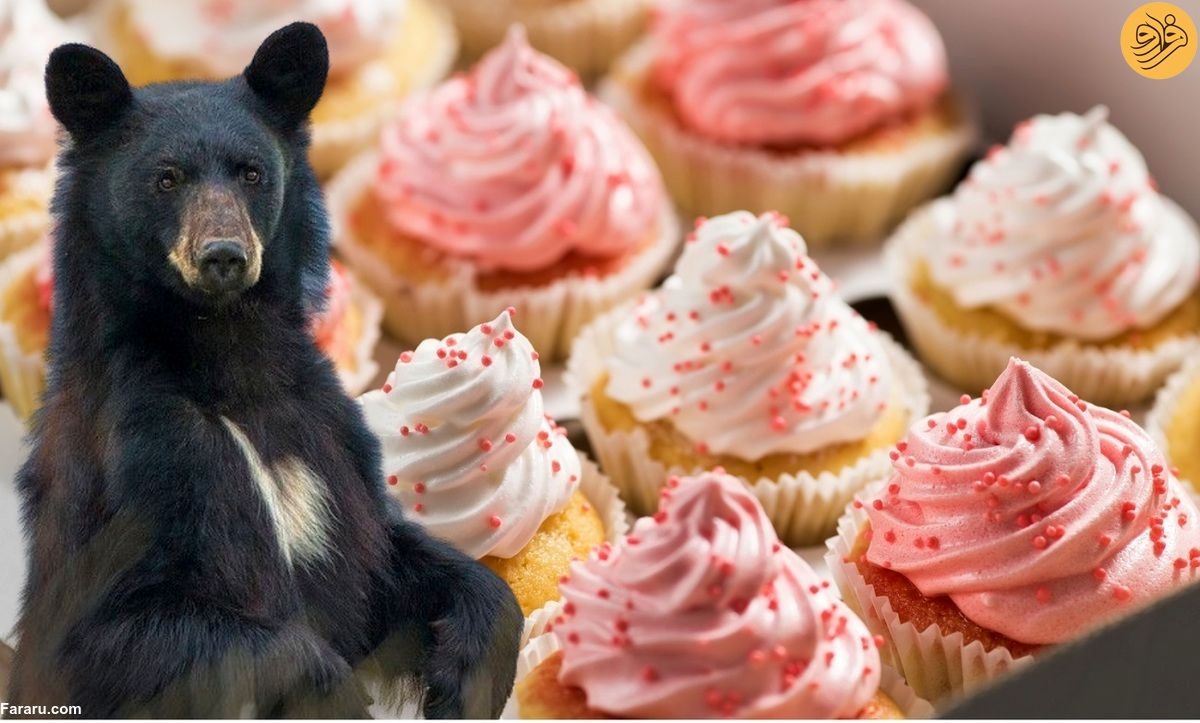 خرس سیاه یک جعبه کیک سرقت کرد 