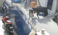 شوخی یک دختر با گاو فاجعه آفرید