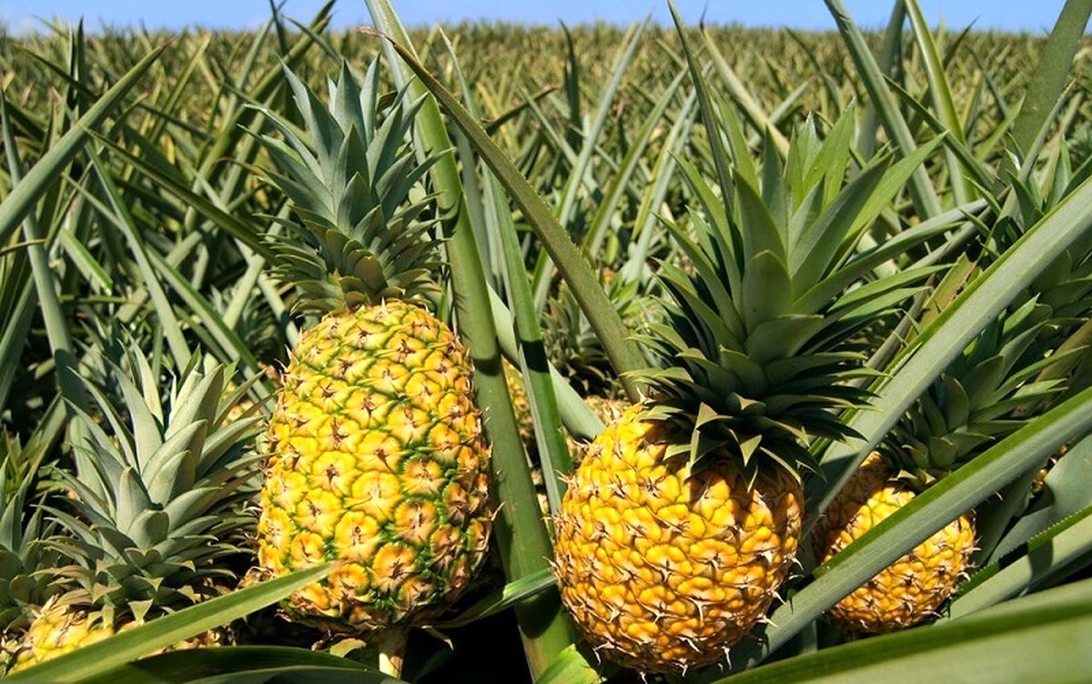 مراحل برداشت خوشمزه ترین آناناس های جهان