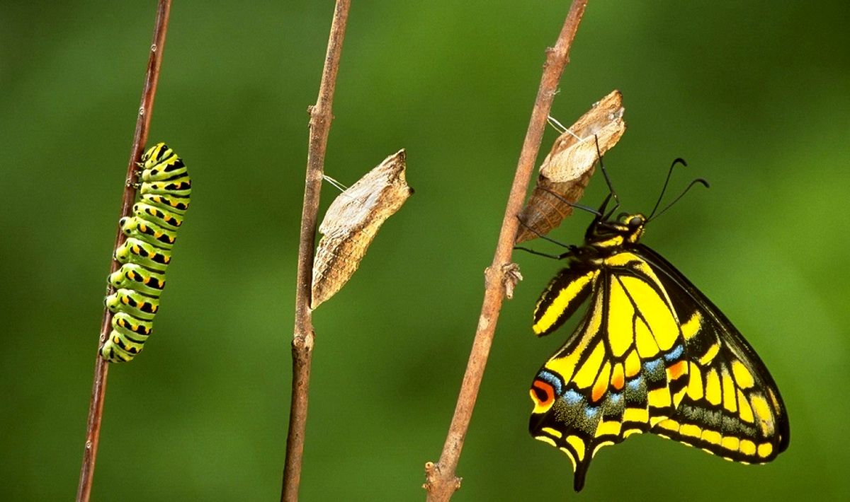 ویدیویی شگفت‌انگیز از مراحل تولد یک پروانه