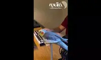  خوانندگی جالب یک عروس هلندی با موزیک زنده!