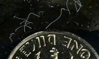 کشف بزرگترین باکتری جهان در دریای کارائیب