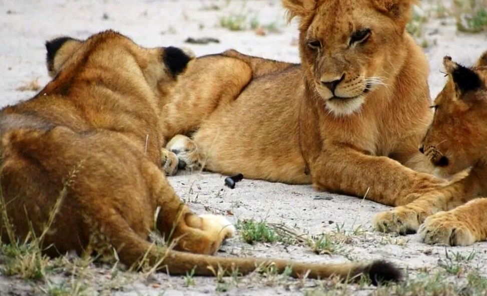 هزارپا و بچه شیر‌های کنجکاو