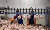 رونمایی از مرز جدید گرانفروشی در بازار مرغ