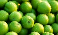 طرز نگهداری گوجه سبز به مدت طولانی