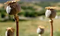 قطب کاشت گل و خشخاش در ایران لو رفت!