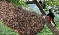 شکار شگفت انگیز و خطرناک کندوی عسل غول پیکر 