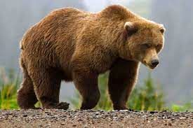 طناب‌زدن نابغه‌ترین خرس جهان در باغ وحش!