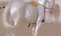 زیباترین اسب جهان با رنگی خاص و نژادی ایرانی