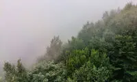 کشف رازهای نهفته در سفر به طبیعت توچال و جنگل دالخانی