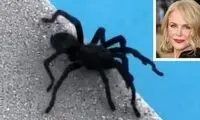 نیکول کیدمن در حال خوردن عنکبوت و عقرب! 