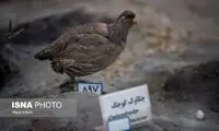 کشف پرندگان تاکسیدرمی میلیاردی در بابل