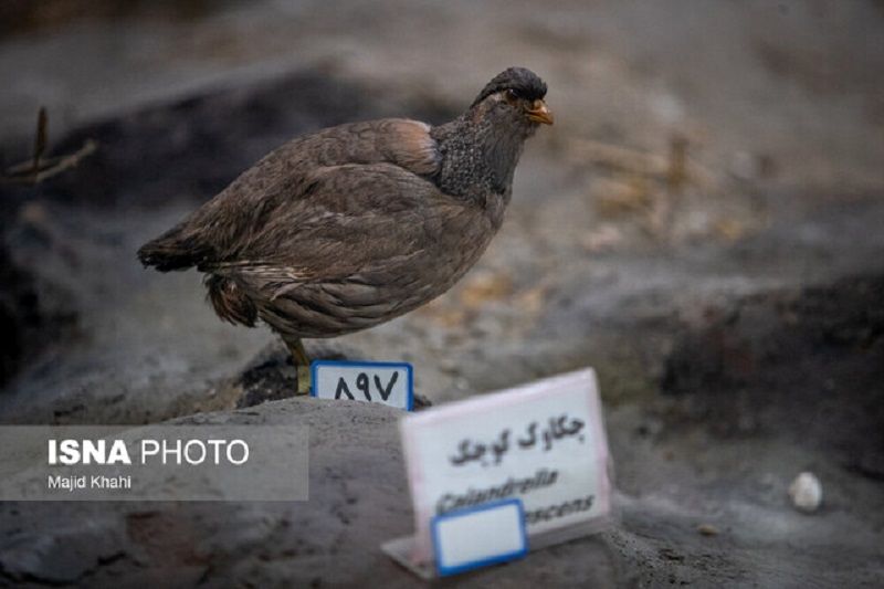 کشف پرندگان تاکسیدرمی میلیاردی در بابل