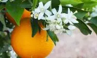 دفع انگل با این میوه خوشمزه
