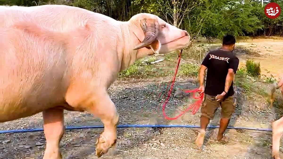 ویدیویی از عجیب‌ترین و بزرگترین بوفالوی دنیا با بیش از یک تن وزن