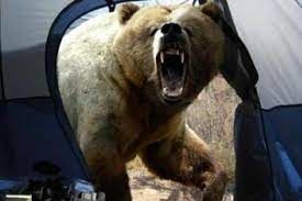اولین تصاویر از حمله خرس به ۳ نفر در سراب