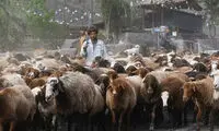 انسداد دردسرساز کندوان برای کوچ دام‌ها