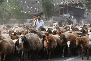 انسداد دردسرساز کندوان برای کوچ دام‌ها