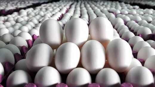تخم‌مرغ گران‌تر می‌شود؟