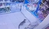 دزدی بامزه از سوپرمارکت سوژه شد