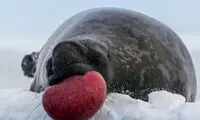تکنیک منحصربفرد فُک نر برای جلب توجه فُک ماده