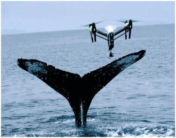 رابطه تماشایی پهپاد با نهنگ‌های خجالتی