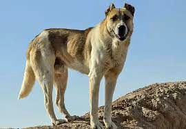 با بزرگترین نژاد سگ در ایران آشنا شوید!