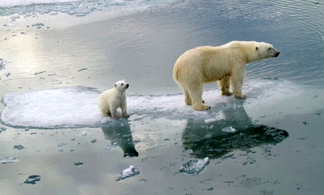 در معرض خطر قرار گرفتن حیات خرس‌های قطبی