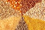 قیمت مصوب جدید نهاده دام، روغن و شکر اعلام شد