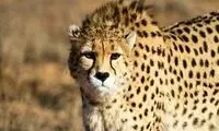 مشاهده یک قلاده پلنگ در نزدیکی تهران