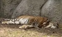 لحظاتی ناب از ببر مادر و فرزندانش
