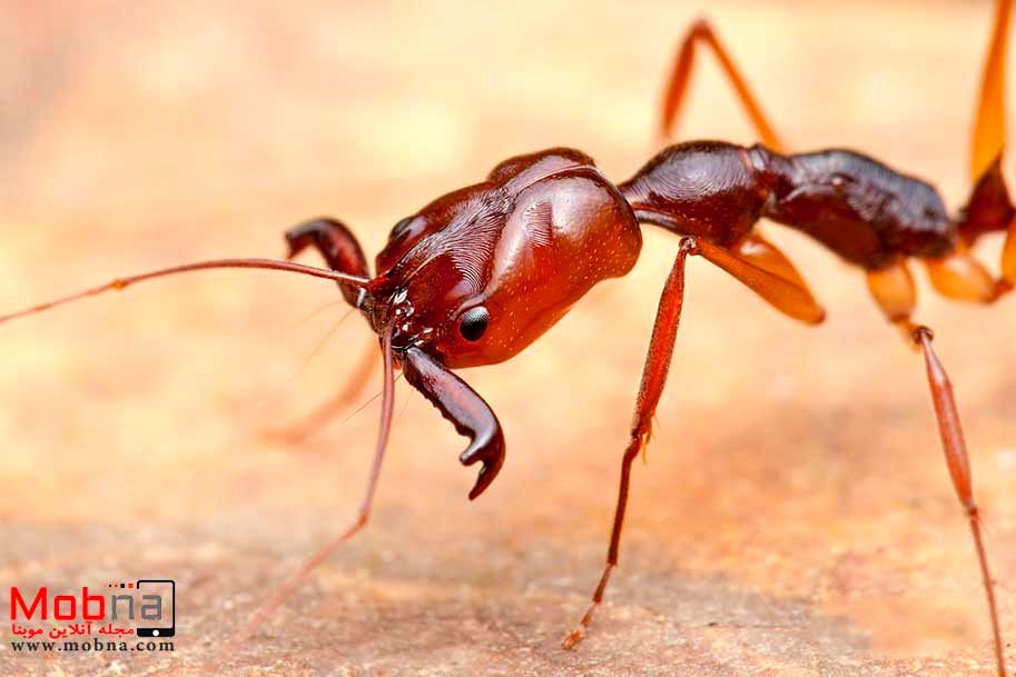 توانایی این مورچه شما را شگفت زده می کند!