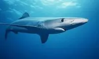 رازگشایی از جنازه‌ای که در شکم کوسه پیدا شد!