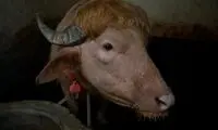 گاو شبیه به ترامپ از قربانی شدن نجات یافت