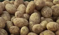 دلیل گران شدن سیب زمینی مشخص شد