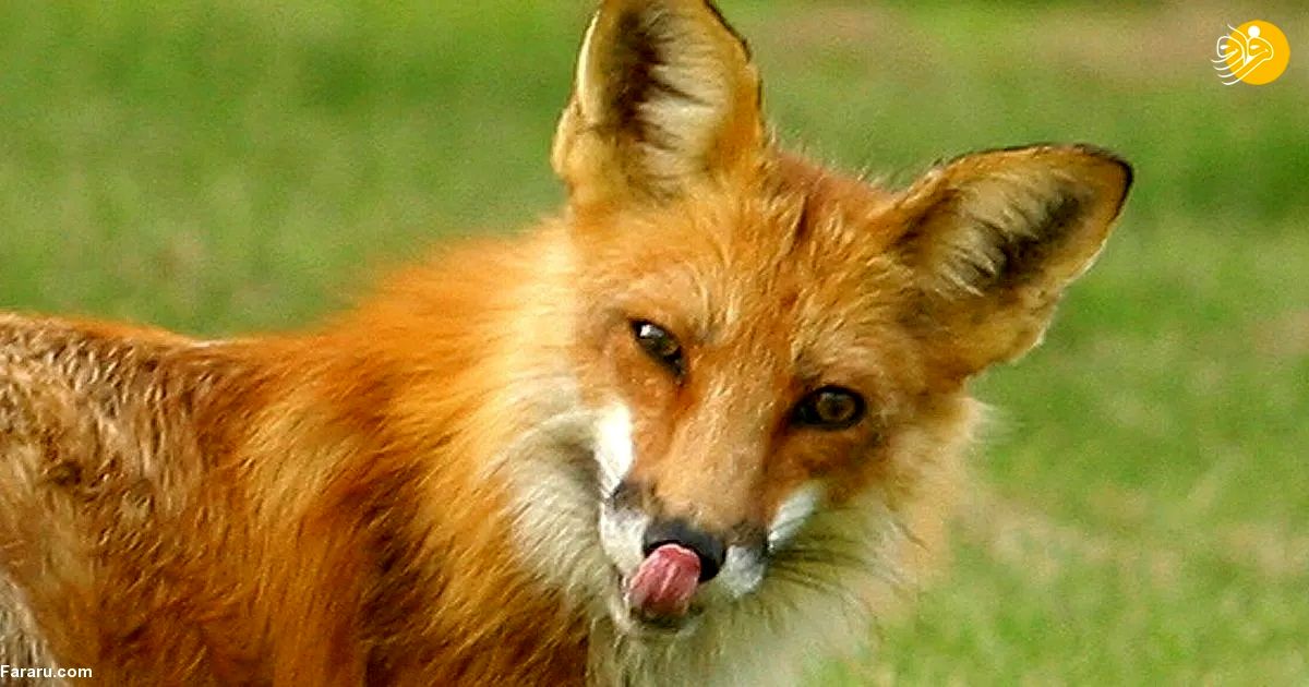 ویدئوی بامزه‌ صف کشیدن روباه‌ها برای دریافت غذا!