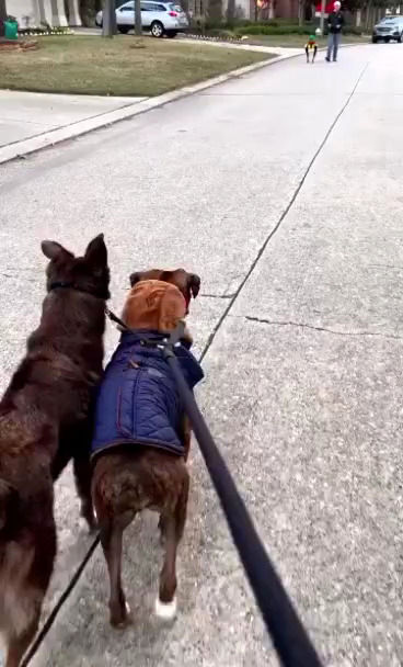 عکس‌العمل عجیب سگ‌ها به ربات‌ها در حین پیاده‌روی