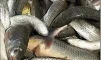 قزل آلا، رکورد افزایش قیمت را زد